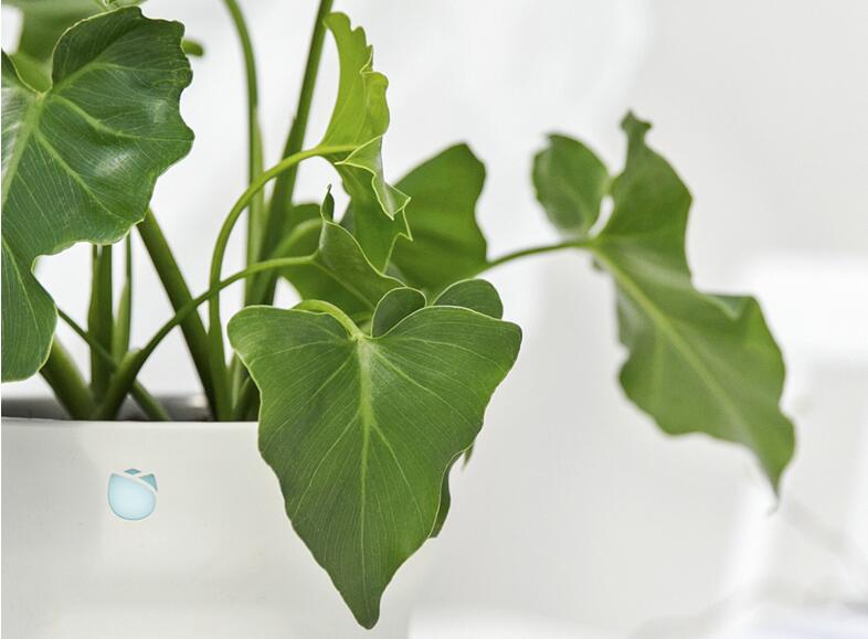 你的蛙儿子告诉你，生活孤单但你并不孤独 智能公会