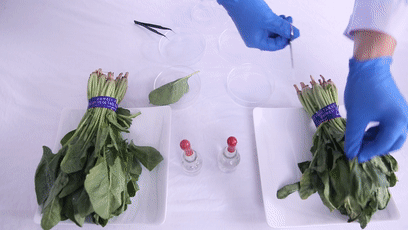 同样是苹果，经历了168小时之后，你为何腐烂的如此的突出 智能公会