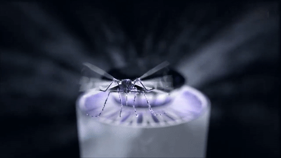 想默默无“蚊”的过完夏天，就得知道蚊子为何那么爱你 智能公会