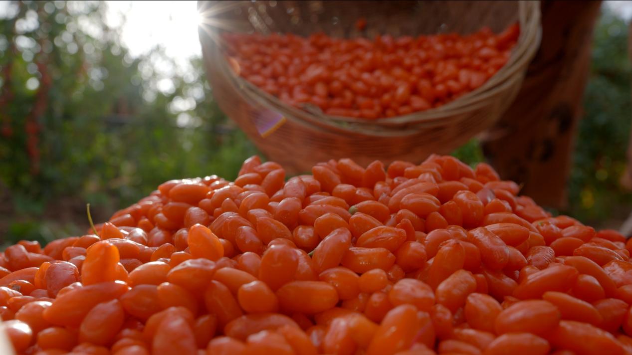 石缝瓜甜枸杞红 容声“寻鲜”中卫养鲜自然馈赠 智能公会